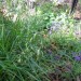 Two-flower Melicgrass